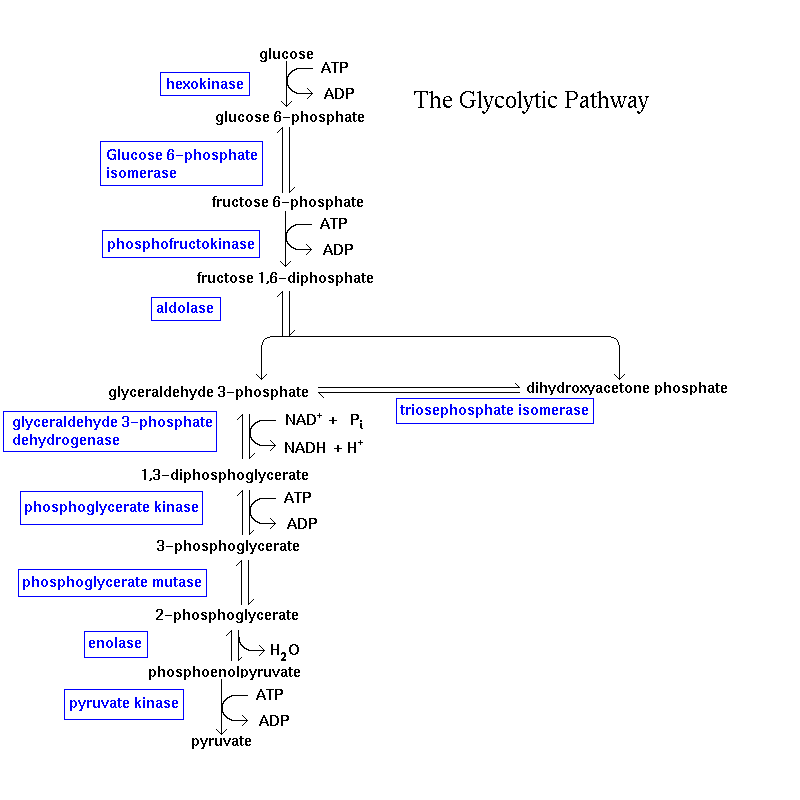 Cellular Respiration Glycolysis Test Quiz, Trivia & Questions